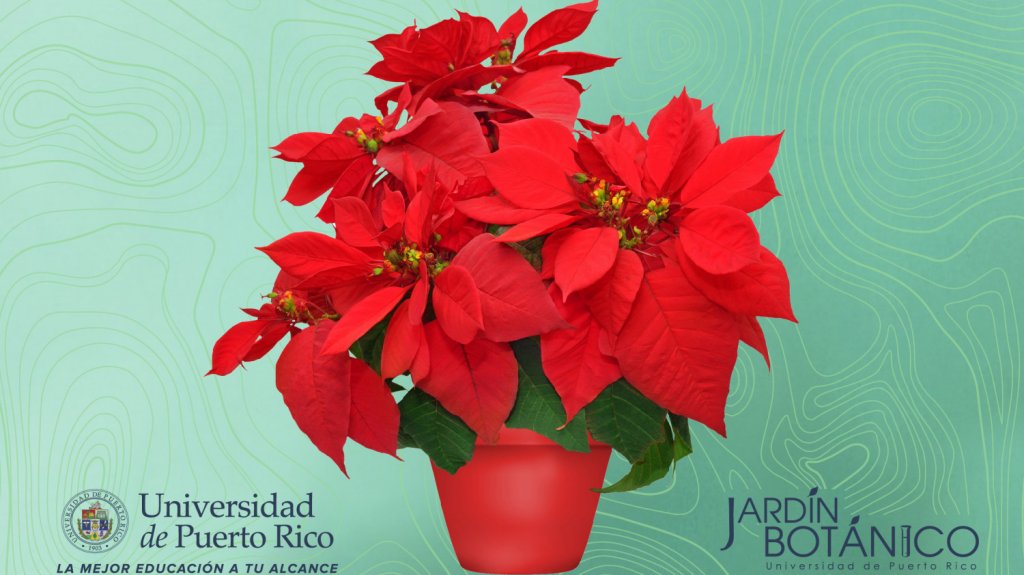  Jardín Botánico de la UPR celebra su XXVII Festival de Pascuas 