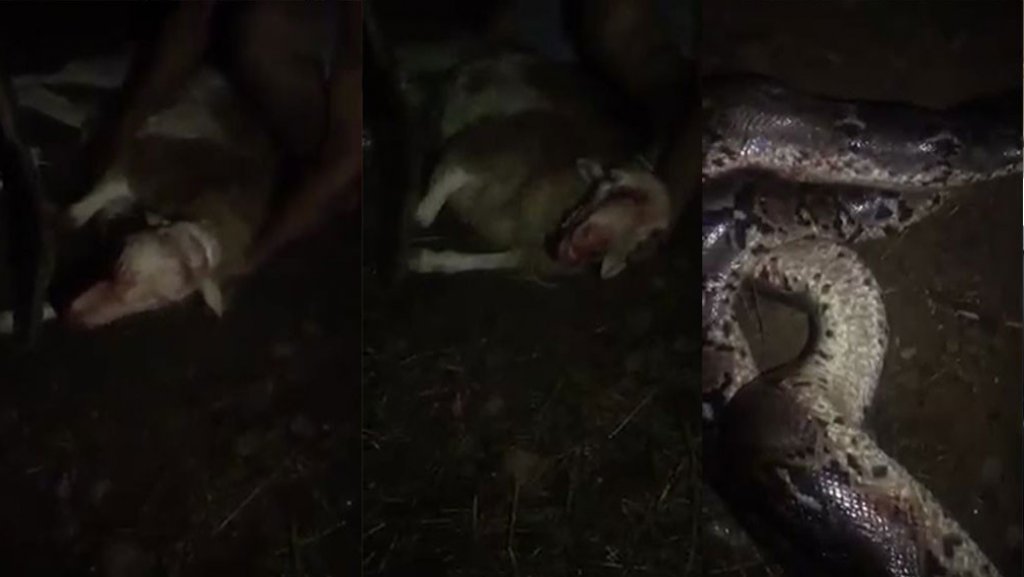  Video viral: Rescatan a un ovejo atacado por una serpiente en Naranjito 