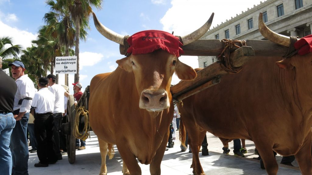  Asignan 1 mill&oacute;n para mitigar efectos de sequ&iacute;a en el ganado en Puerto Rico 