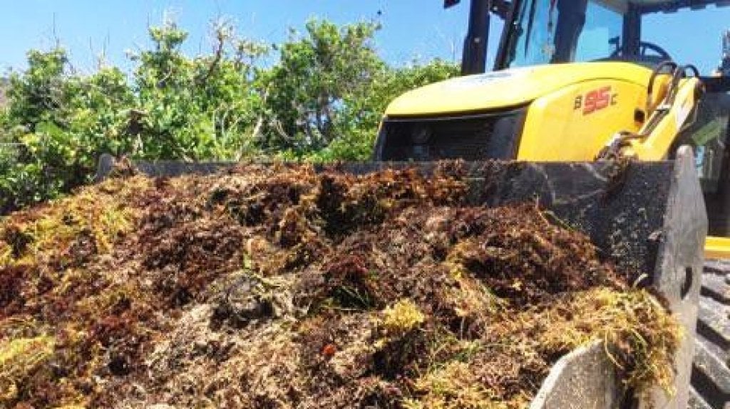  Se agrava problema del sargazo por dependencia colonial en espera de asignaciones de fondos federales 