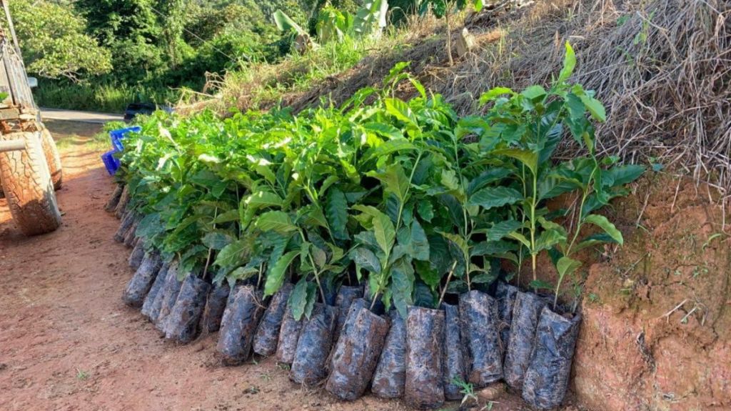  Departamento de Agricultura estrena &ldquo;Pon pa&rsquo;l cafetal&rdquo; 