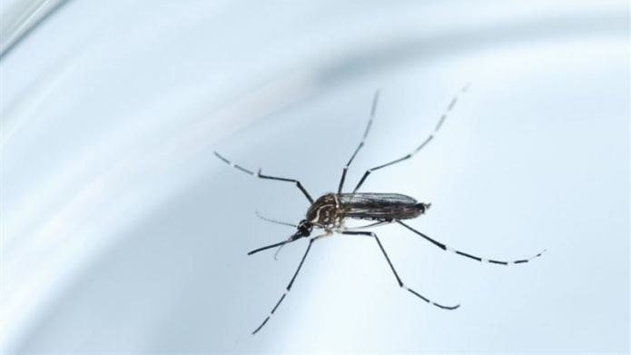 Confirman 23 casos del virus del Zika en EspaÃ±a