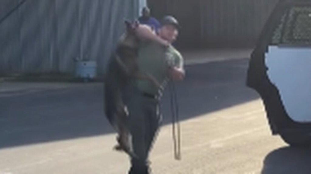  VIDEO: Renuncia el polic&iacute;a que estrangul&oacute; y golpe&oacute; a un perro K-9 en EE.UU. 