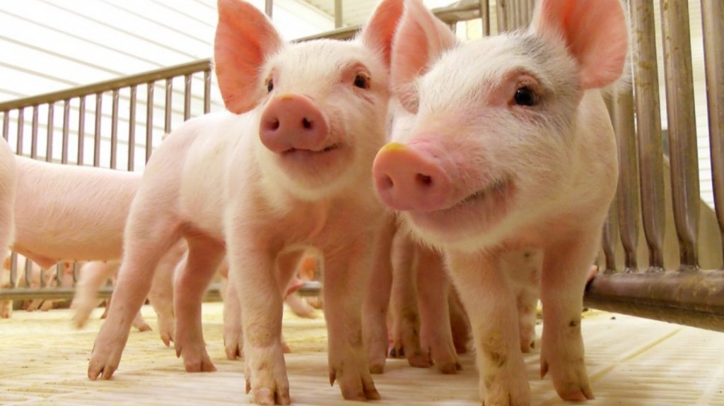  Agricultura alerta sobre la Peste Porcina Africana en granjas de cerdo en Rep&uacute;blica Dominicana 