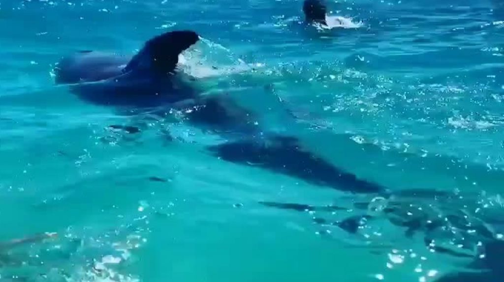  Video: Delf&iacute;n se pasea entre varios ba&ntilde;istas en playa de Icacos 