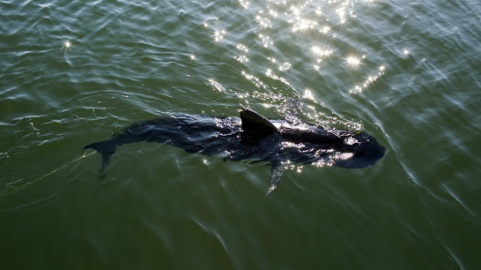 "GhostSwimmer", el nuevo pez-espÃ­a de las fuerzas armadas de EE.UU.