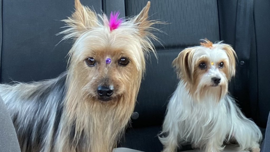  Cayey celebrar&aacute; evento para incentivar la adopci&oacute;n y vacunaci&oacute;n de mascotas 