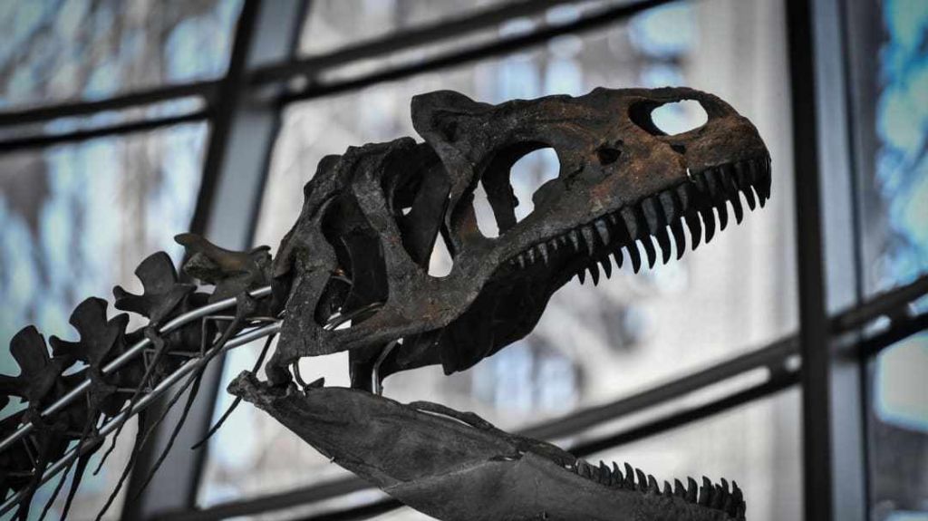  Video: A subasta dos esqueletos de dinosaurios en Par&iacute;s 