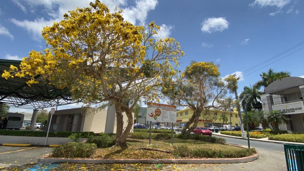  Cayey florece con fuerza gracias a plan multianual de reforestaci&oacute;n municipal 