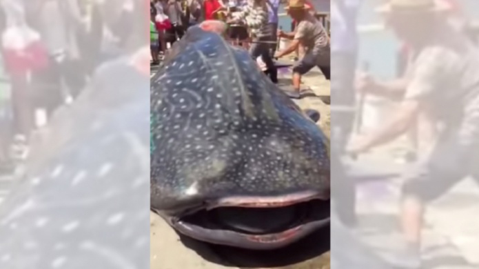 IndignaciÃ³n en China por video de un gran tiburÃ³n ballena descuartizado vivo
