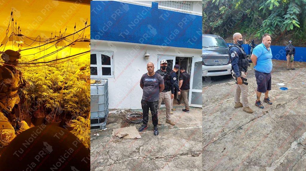  Video: Municipales de Guaynabo y unidad de drogas Metro ocupan tremendo invernadero de marihuana 