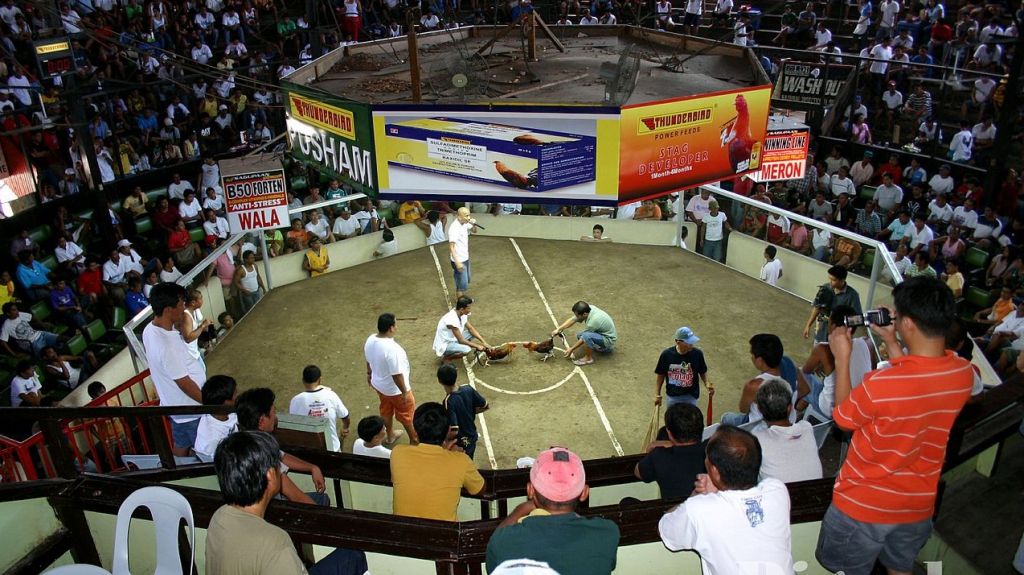  Alcalde de Mayag&uuml;ez tampoco usar&aacute; Polic&iacute;a Municipal para intervenir con peleas de gallos 