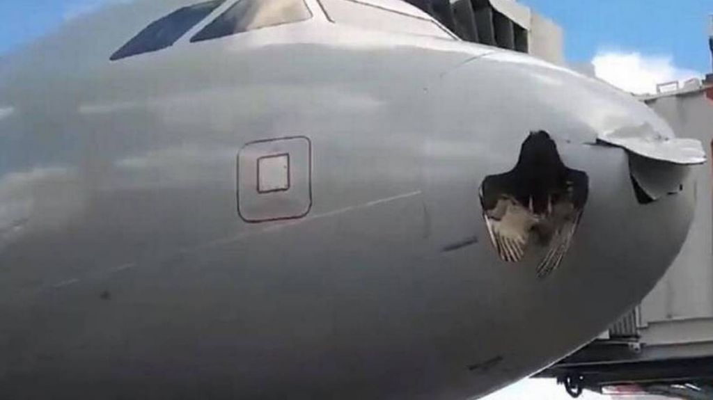 PÃ¡jaro se estrella contra aviÃ³n de pasajeros poco antes de aterrizar en Miami