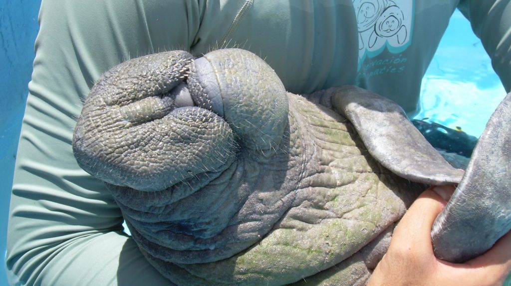  Centro Conservaci&oacute;n Manat&iacute;es pide ayuda rescate de dos ejemplares 