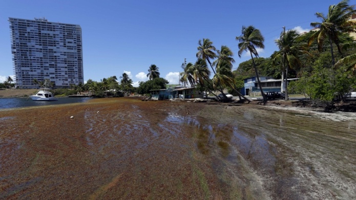 Recursos Naturales resta importancia a la acumulaciÃ³n de sargazo