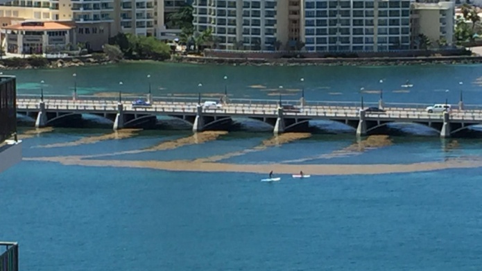 Sargazo en laguna del Condado es confundido con derrame de petrÃ³leo