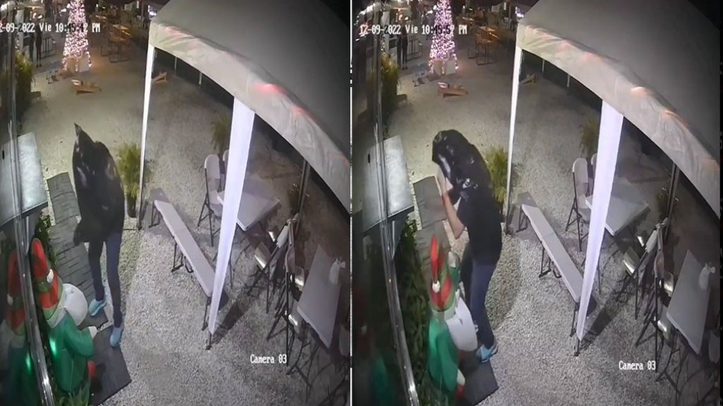  En video &ldquo;Caco&rdquo; robando adornos de navidad en Guaynabo 