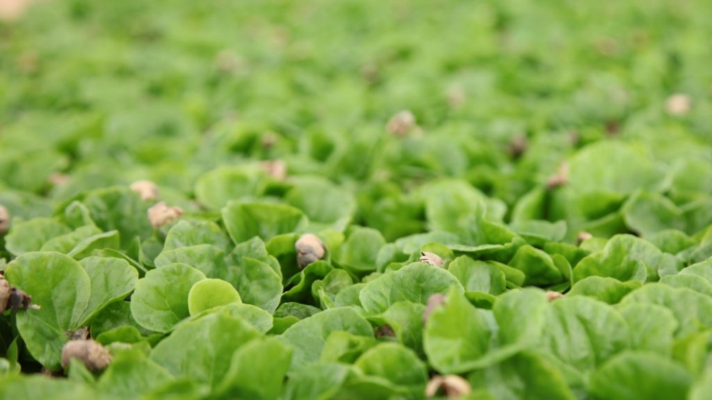  Buscan soluciones urgentes para levantar la siembra y producci&oacute;n del caf&eacute; en Puerto Rico 