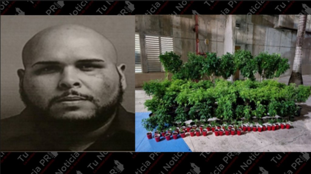  Ocupan un invernadero clandestino con 123 plantas de marihuana en Caguas 