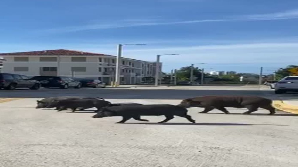  Video: Camino a la &ldquo;Milla de Oro&rdquo; en Hato Rey los cerdos de San Juan 