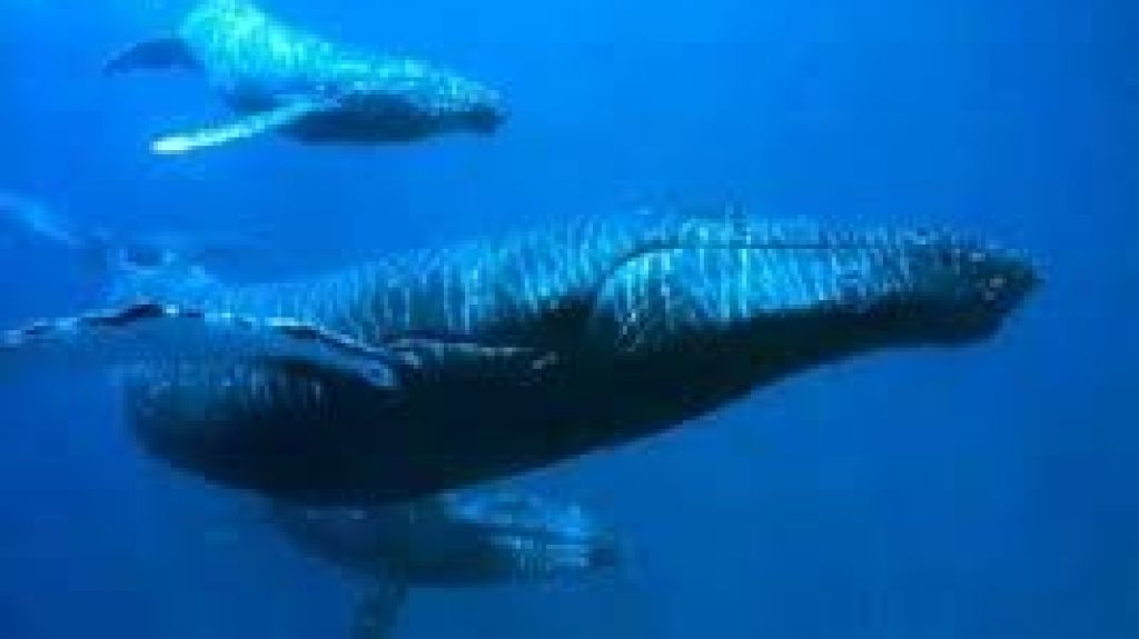  Vea video: La ballena jorobada llega a M&eacute;xico para deslumbrar con sus acrobacias 