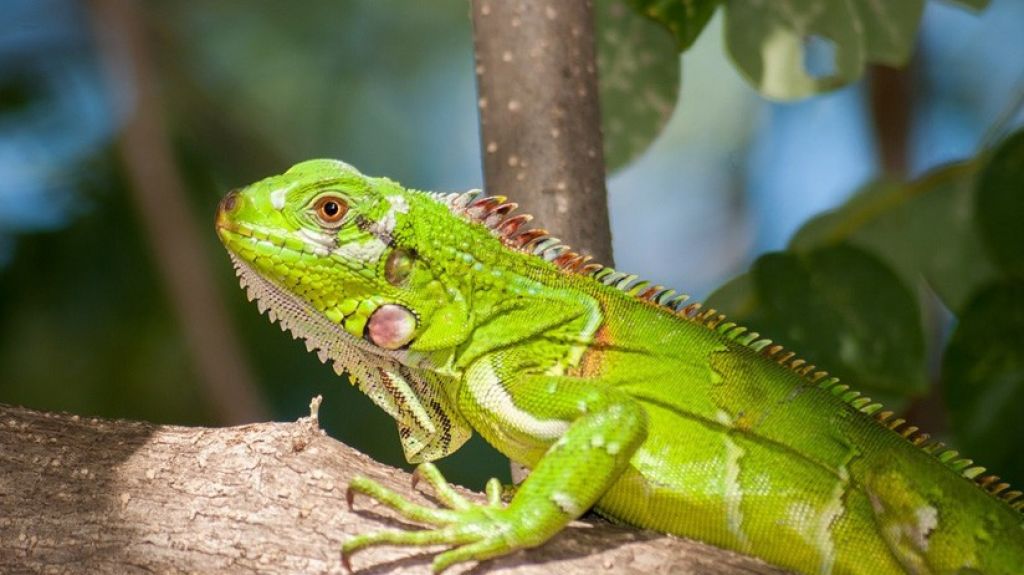  El fr&iacute;o extremo provoca que las iguanas se congelen y caigan de los &aacute;rboles en Florida (FOTOS) 