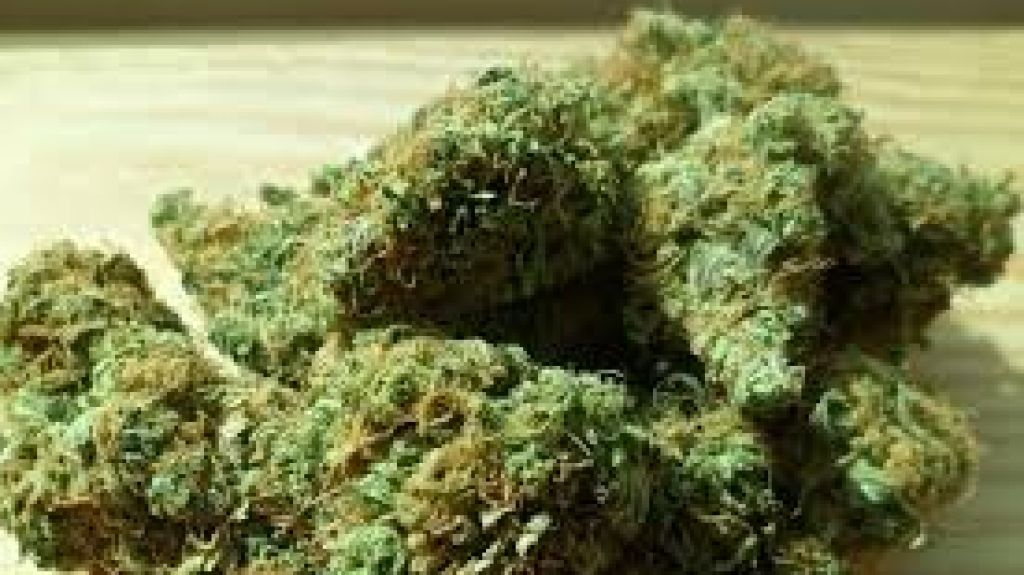  Aseguran peligran negocios de cannabis tras levantarse moratoria para licencias vencidas 