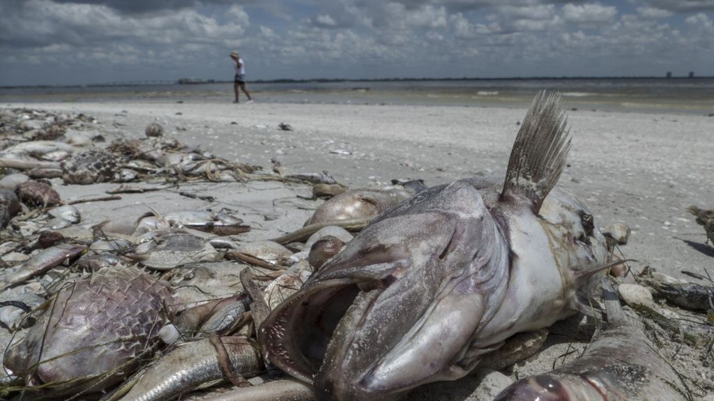  La marea roja llega a la costa sureste de Florida 
