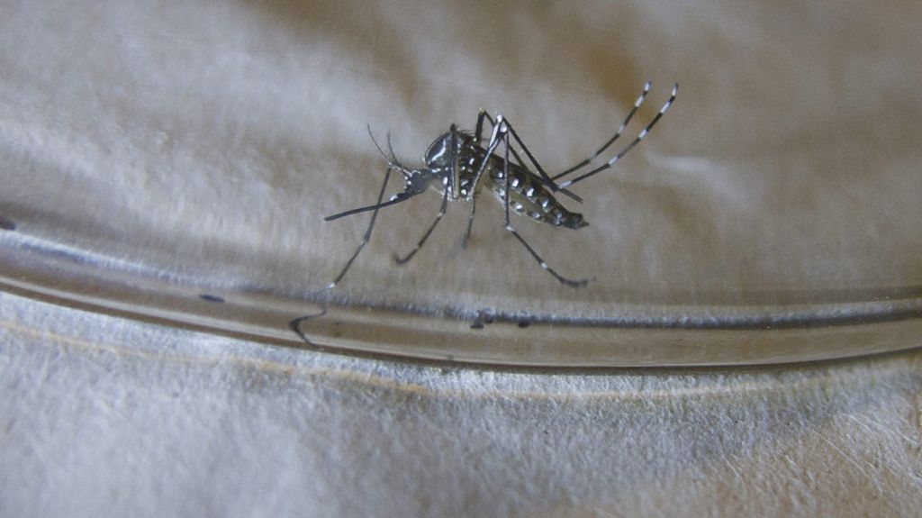  Expertos aconsejan no bajar la guardia y no olvidar la grave amenaza del dengue 