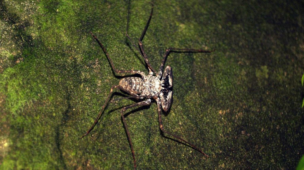  Investigaran el tr&aacute;fico de especies ex&oacute;ticas en Puerto Rico 