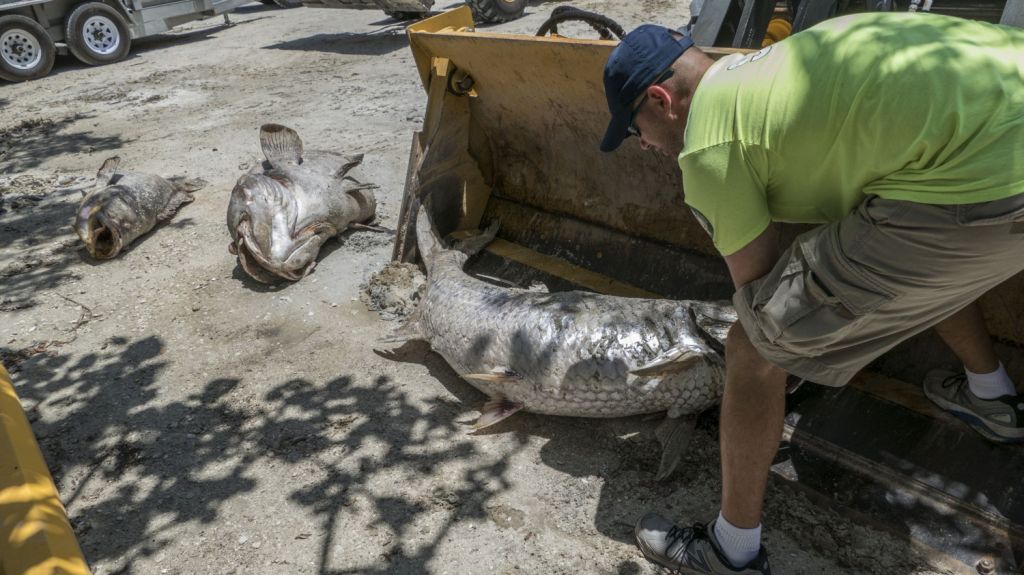  Agilizan recogida de miles de peces muertos por marea roja en Florida 