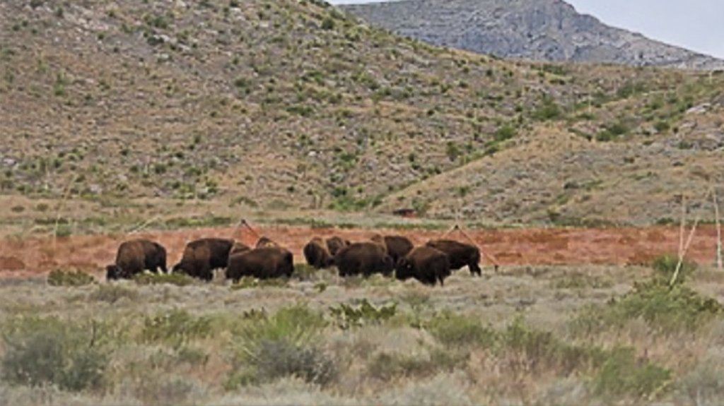  Muro levantado en la frontera de Estados Unidos abona a la extinci&oacute;n de diversas especies 