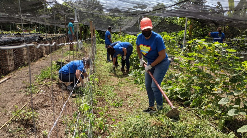  Empleados de PathStone realizan trabajo voluntario en finca de Humacao 