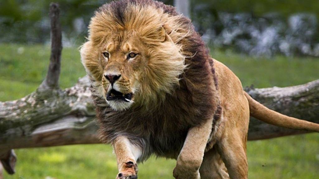  FUERTE VIDEO: Un le&oacute;n ataca al due&ntilde;o de una reserva de caza en Sud&aacute;frica 