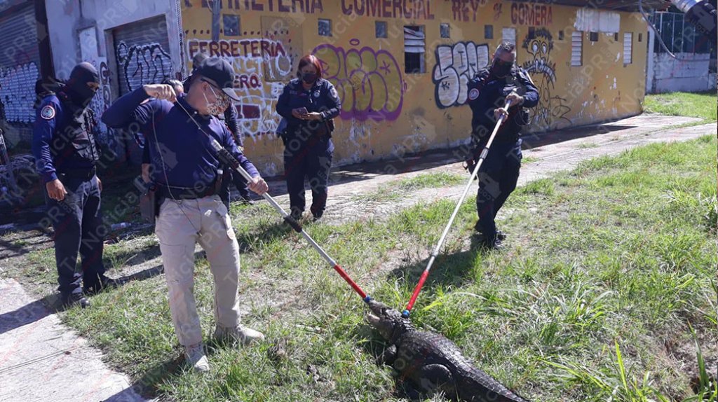  Video: Polic&iacute;as en Carolina atrapan gigantesco Caim&aacute;n 