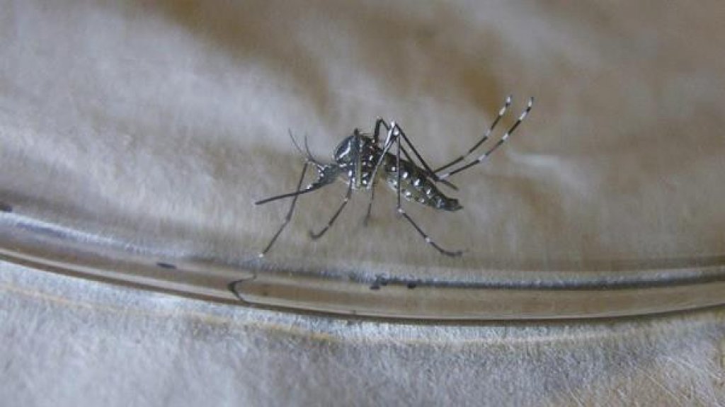  Brote de dengue en los Cayos de Florida llega a 37 casos 