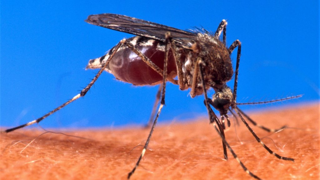  Los mosquitos están creando resistencia a los insecticidas, descubren investigadores japoneses 