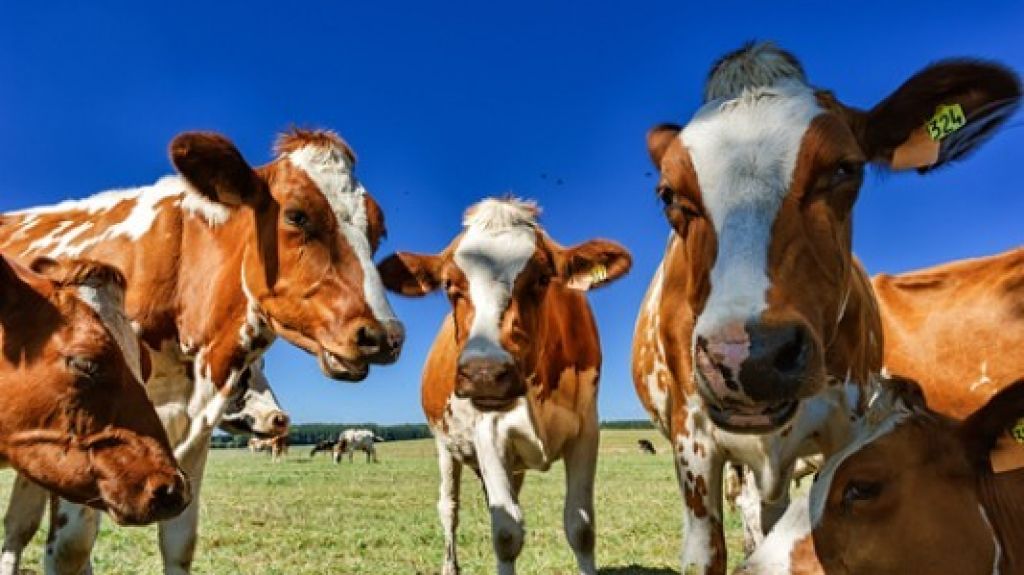  Reportan robo de vacas en Corozal 