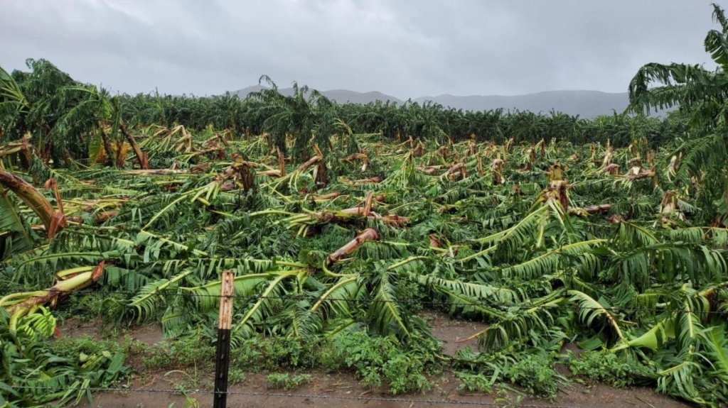  Solicitan a la gobernadora activar fondo de emergencia para mitigar p&eacute;rdidas en la agricultura tras paso de tormenta Isa&iacute;as 