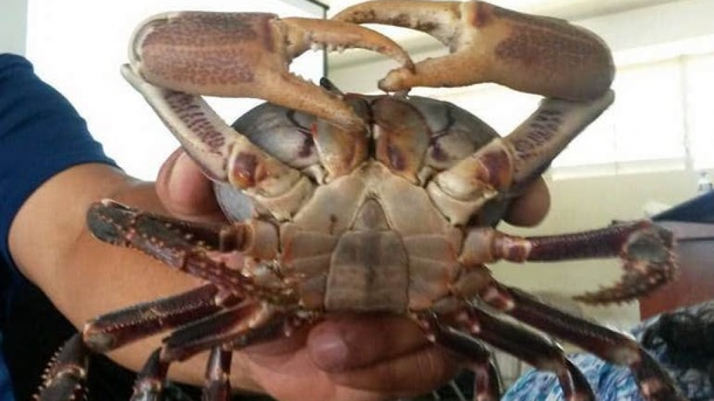  Pesca ilegal amenaza la existencia del juey com&uacute;n en Maunabo 