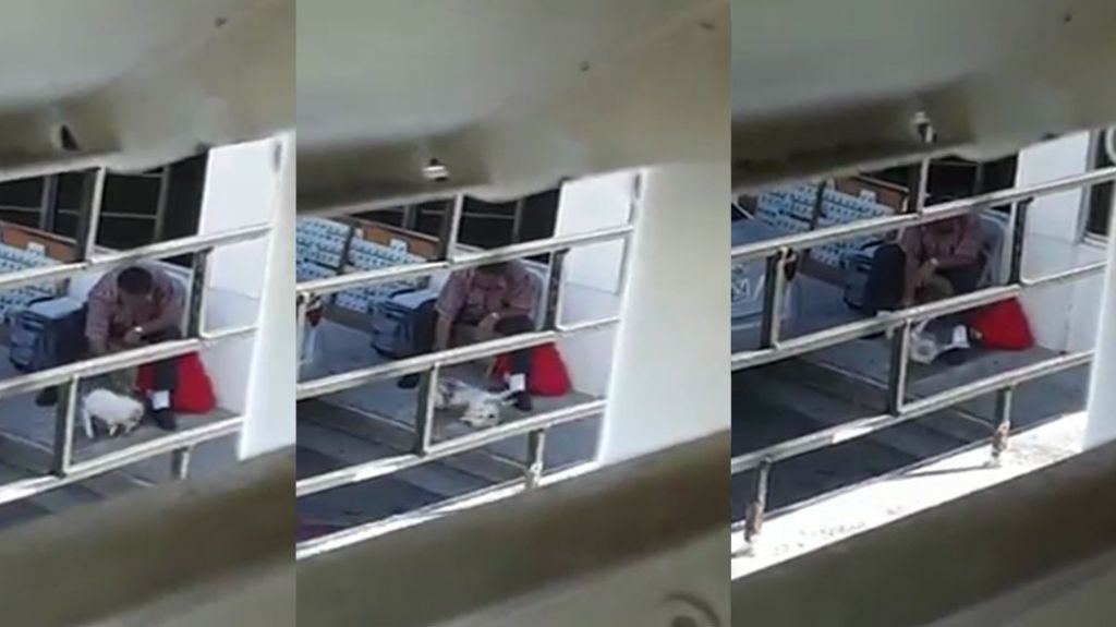  Denuncian con video alegado acto de bestialismo contra una perra en Sabana Grande 
