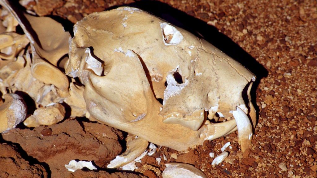  Hallan un fósil casi completo del extinto "león marsupial" de Australia 