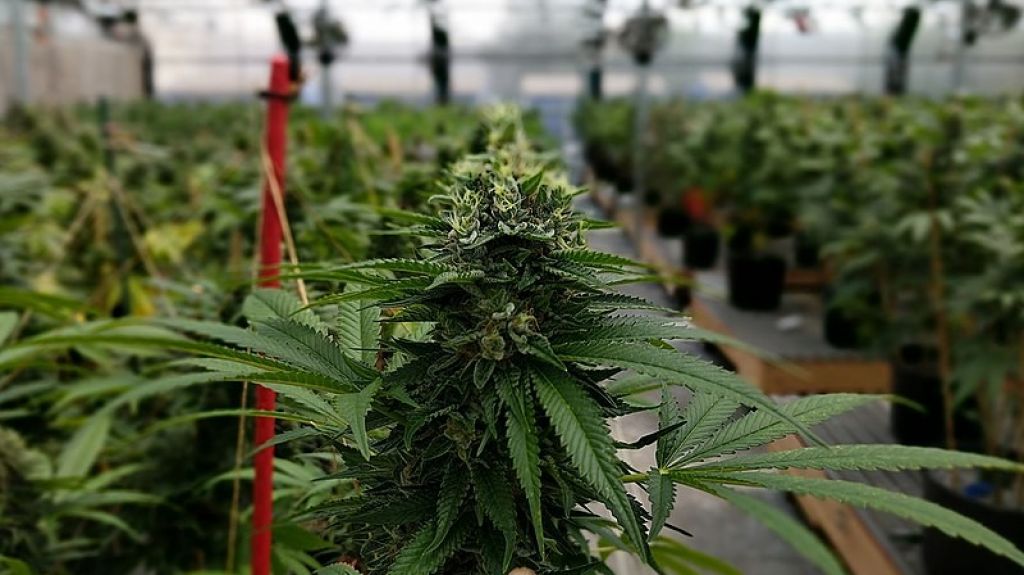  Se activa la Industria del Cannabis en busca de empleados 