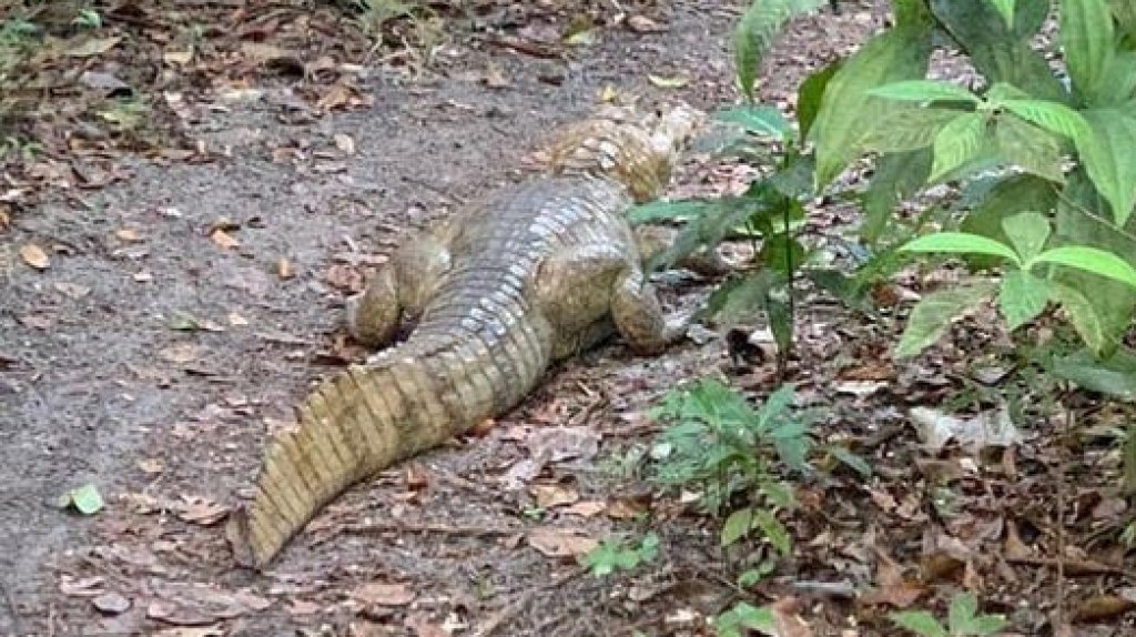  Captan caim&aacute;n en Vega Baja 