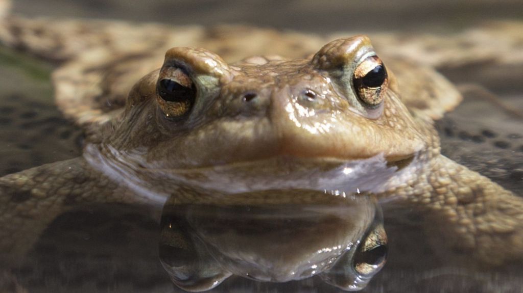  Miles de sapos venenosos infestan una ciudad del sur de Florida 