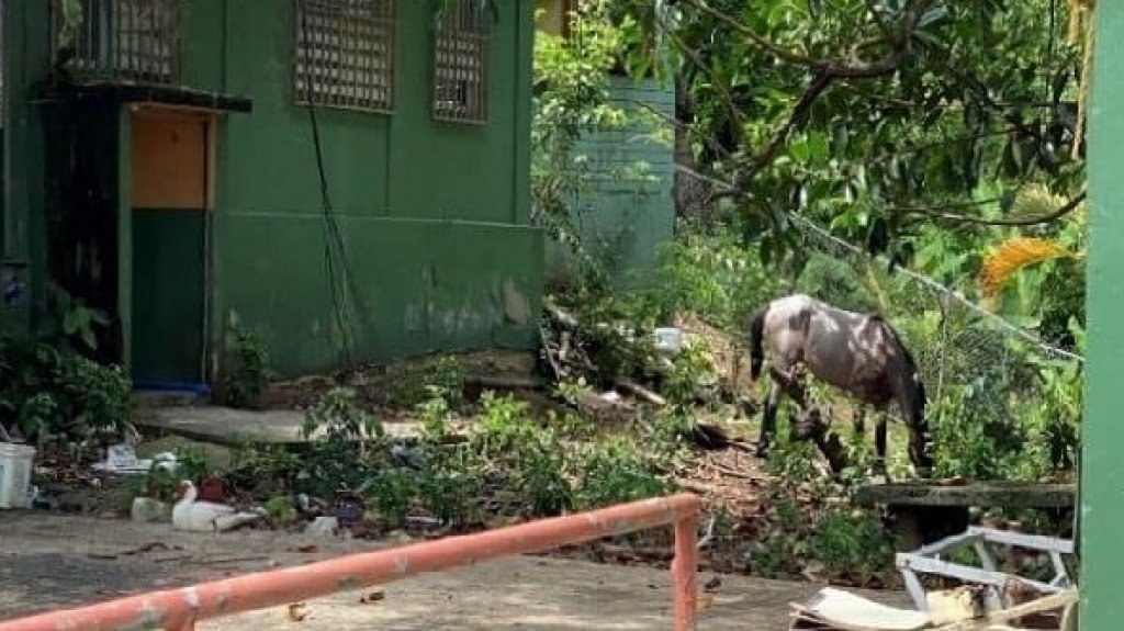  Contralor&iacute;a revela violaciones de ley relacionadas con proceso de cierre o consolidaci&oacute;n de escuelas: se hallan caballos y carros de vecinos estacionados en planteles 