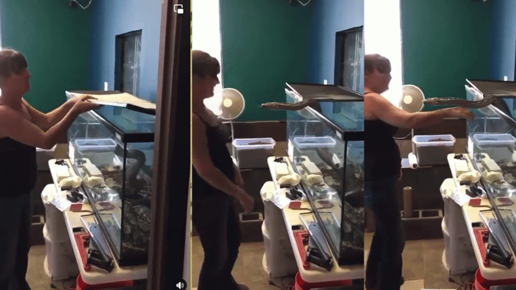  Video: La mujer fue a sacar una serpiente de la pecera y no imagino que por poco pierde un brazo 
