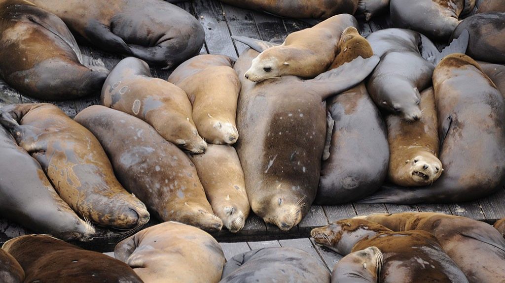  Oreg&oacute;n comienza el sacrificio de leones marinos para proteger salmones 