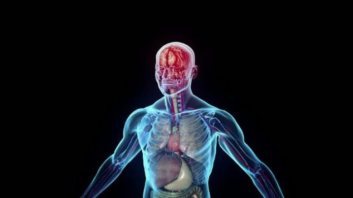 VIDEO: Descubren nuevo Ã³rgano en el cuerpo humano