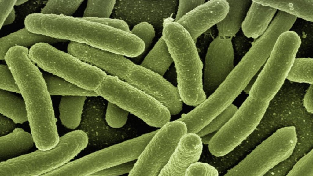  Hombre de Florida sobrevive a una infección por “bacteria carnívora“ tras ser mordido por un familiar 